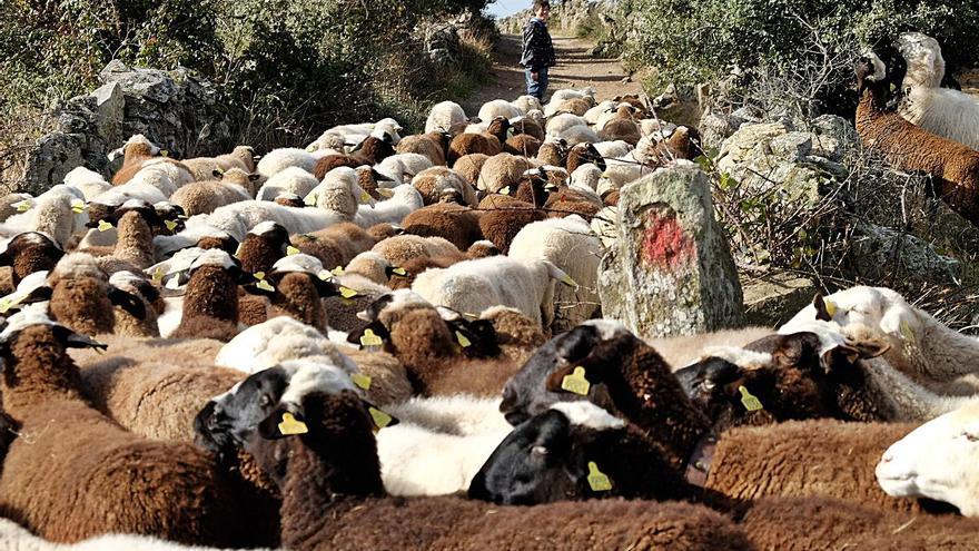Pastoras zamoranas alertan del vaciado de los pueblos sin la ganadería extensiva