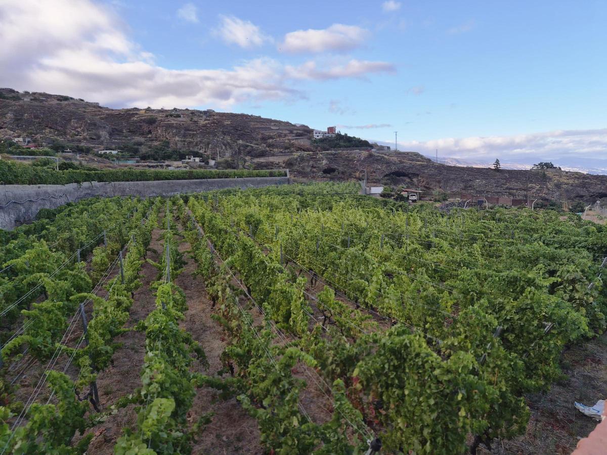 Viñas colindantes a la bodega Tempus.