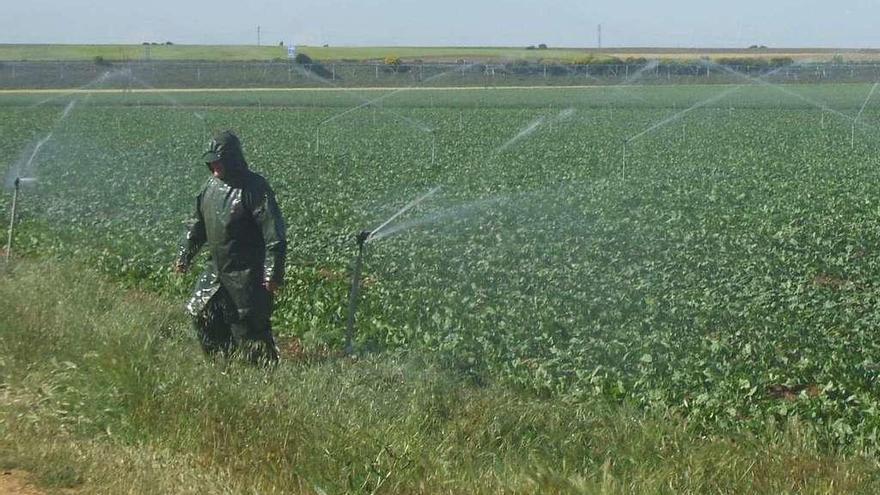 Un agricultor supervisa una tierra de cultivo en el término municipal de Toro.