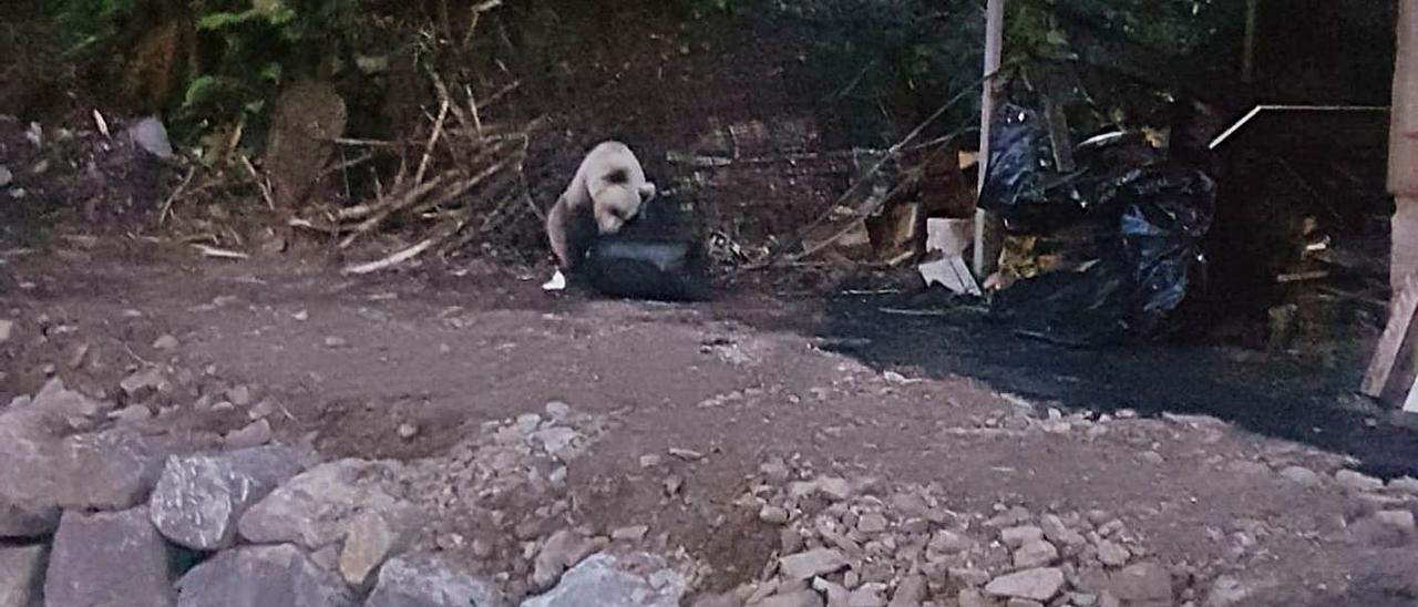 Osos a la puerta de casa: "Serafín" el oso de El Bao que merodea por el pueblo en busca de comida