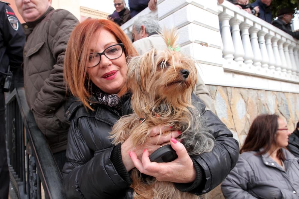 Bendición de los animales en Cartagena