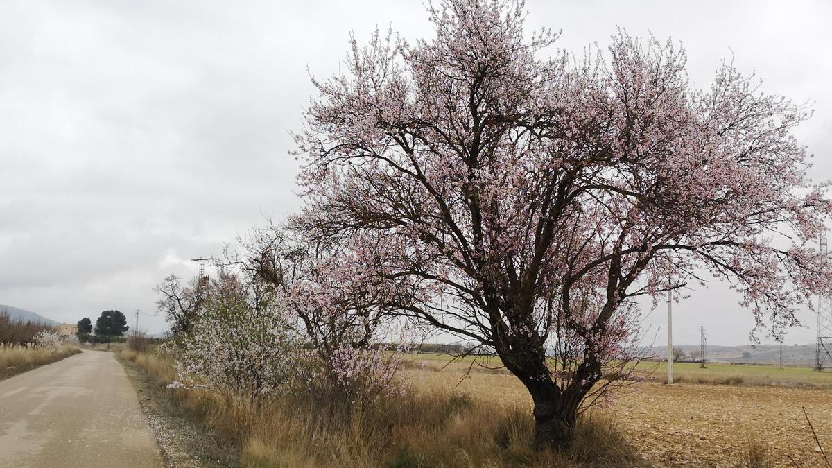 Los almendros en flor ya alegran los paisajes valencianos