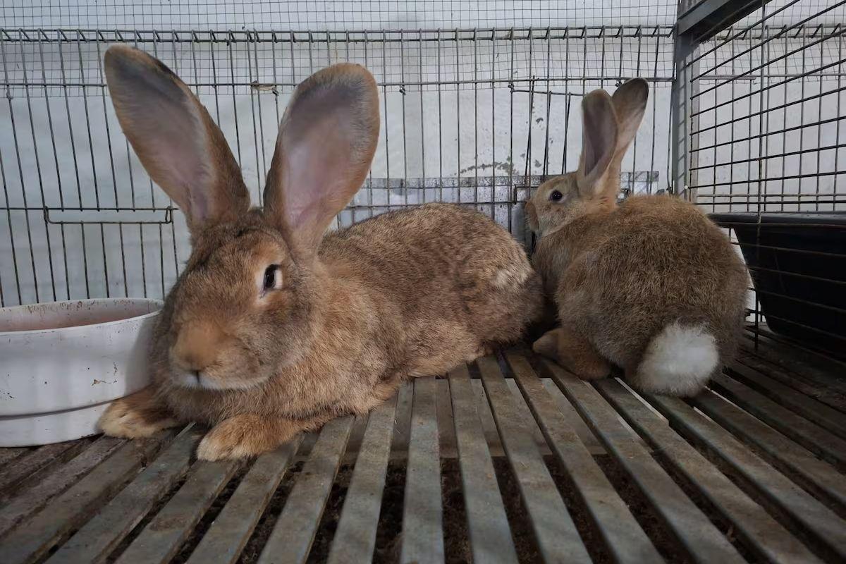 En el Convento San Antonio de Padua de Toledo conviven 36 ejemplares de la raza del conejo gigante español