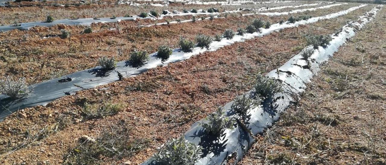 De la almendra a la lavanda