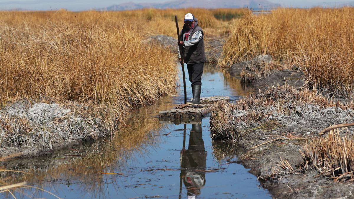 Sequía y desesperanza ponen en riesgo la vida alrededor del gran lago Titicaca en Bolivia