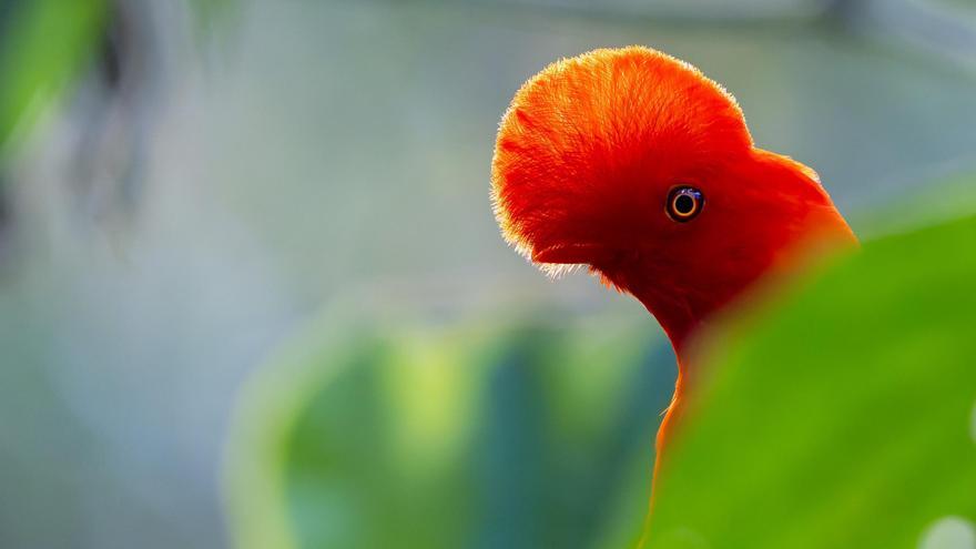 Un joven de 19 años, autor de la mejor imagen de aves del año en España