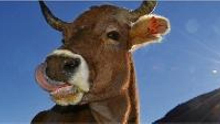 Una imatge de la vaca Rita al Santuari Gaia de Camprodon.