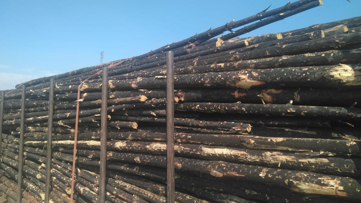 Madera de pino quemado ya recogida en La Sierra de la Culebra