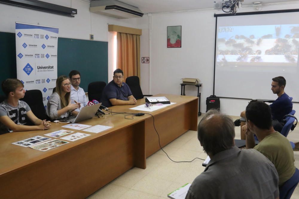 La avispa asiática es perjudicial para la salud de las abejas mallorquinas