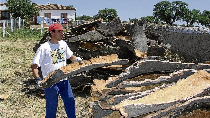 La producción de corcho en Extremadura podrá alcanzar las 23.000 toneladas