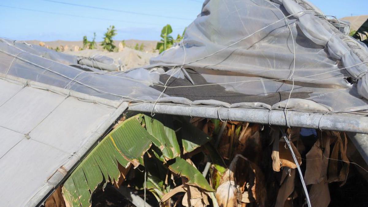 Aspecto de plataneras afectadas por el volcán en Puerto Naos. |