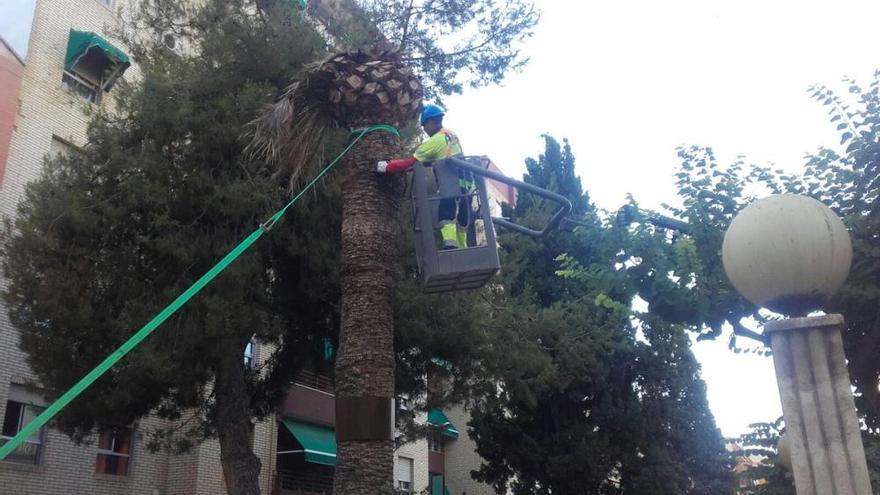 Cae una palmera en Alcantarilla