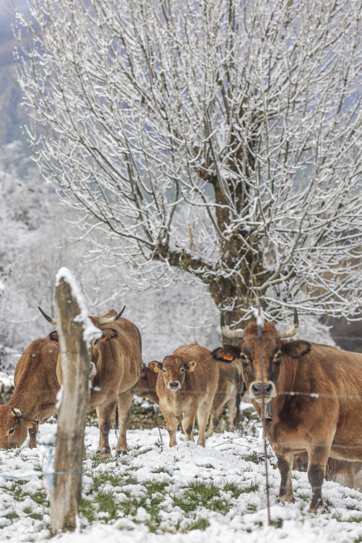 Vacas en el puerto de San Lorenzo.