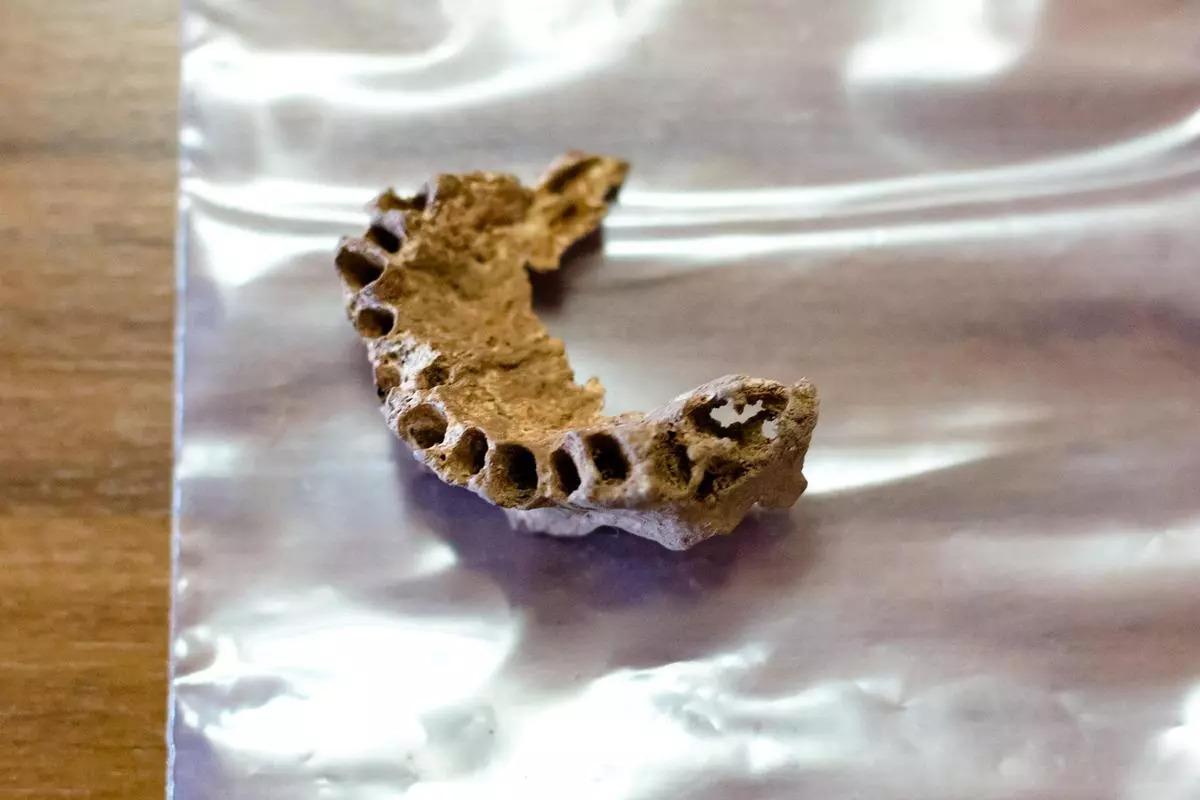 Uno de los huesos hallados en la Cova del Randero de Pedreguer.