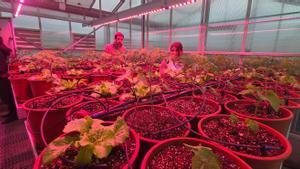 Interior de la zona de cultivos de Airgilab, en la UPC