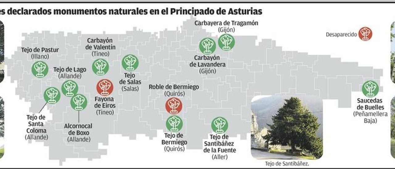 Asturias sólo tiene once árboles declarados monumento natural