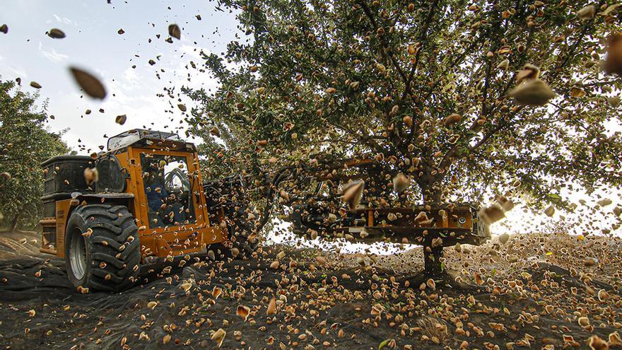 Comienzo de la campaña de la almendra en Córdoba