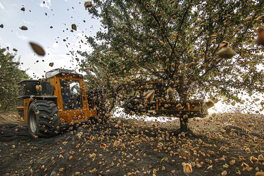 Comienzo de la campaña de la almendra en Córdoba