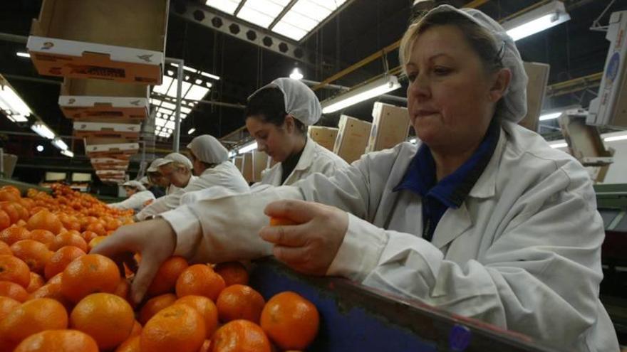 El bajo precio de la naranja surafricana amenaza la campaña en Castellón