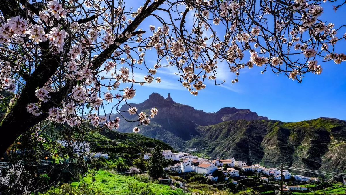 El valle de almendros que florece de blanco y rosa en Gran Canaria