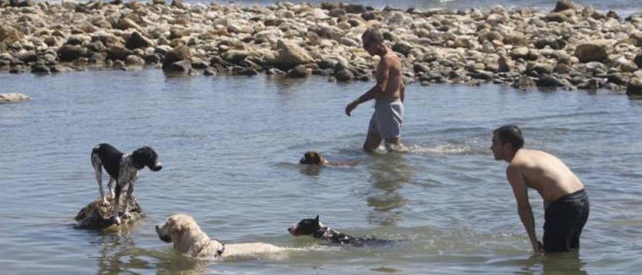 El Campello descarta habilitar una segunda playa para perros este verano