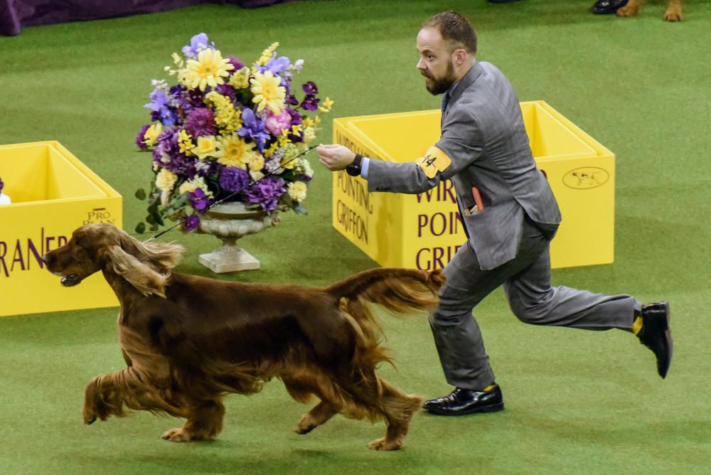 Vermillion's Sea Breeze (Adrian), un setter irandés, gana el 141º Westminster Kennel Club Dog Show, en Nueva York.