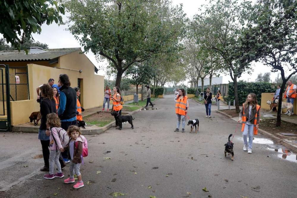 Anlässlich des 40. Geburtstags hat das kommunale Tierauffanglager Son Reus auf Mallorca am Samstag (22.10.) einen Tag der offenen Tür gefeiert. Auf dem Programm, das Helfer und Stadt Palma organisierten, standen ein Agility-Training, eine Hundeschau oder ein Fotowettbewerb.