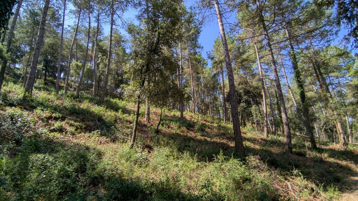 Un bosc net, sense branques baixes i seques, ni sotabosc innecessari, que alentiria el pas del foc