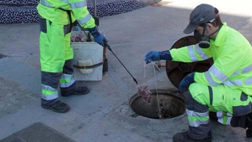 Más plagas urbanas: otra consecuencia de la crisis