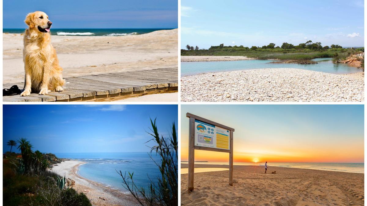 Las playas caninas de Castelló, Alcossebre, Vinaròs y Benicarlò.