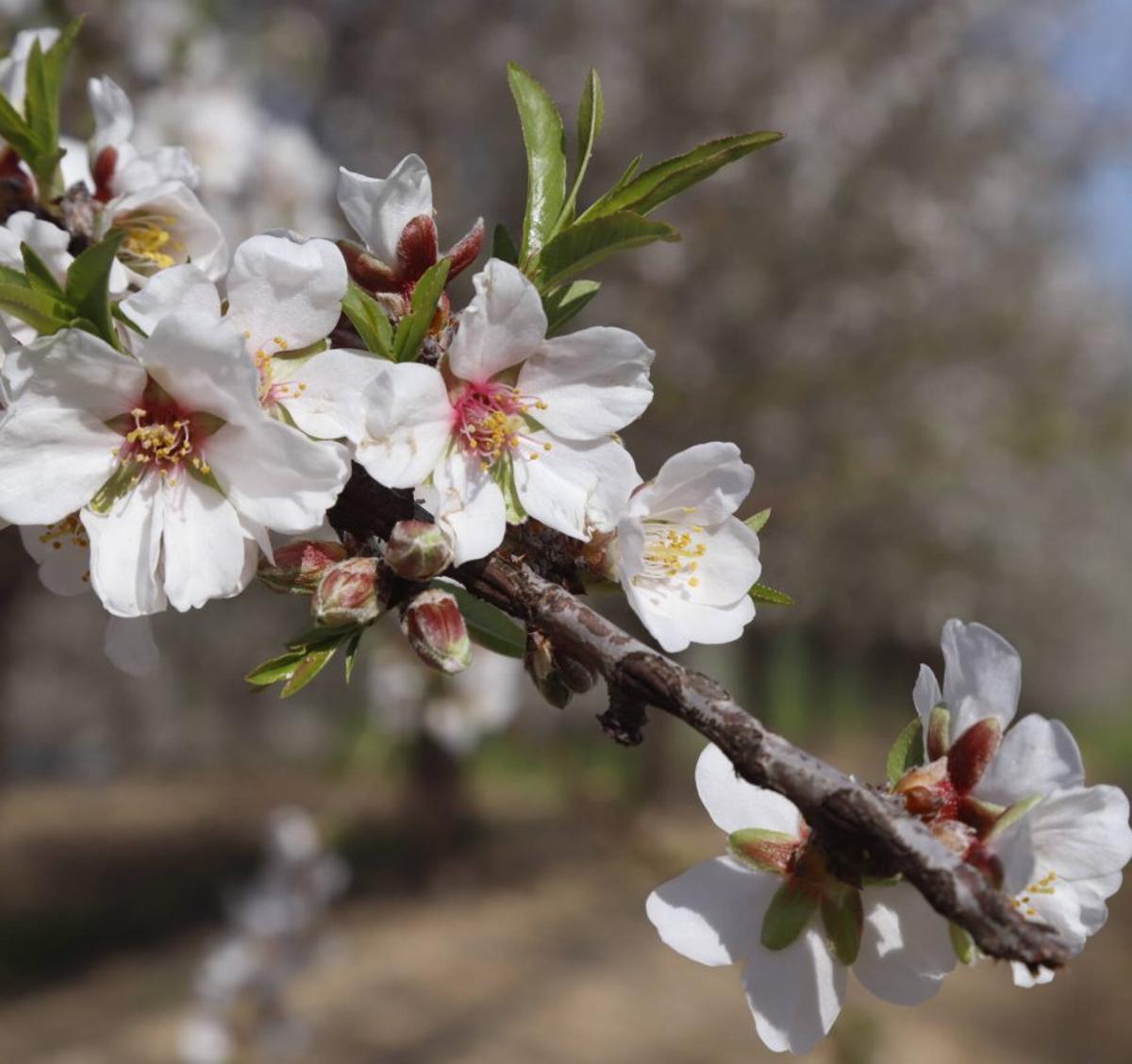 Detalle de las flores blancas del árbol.