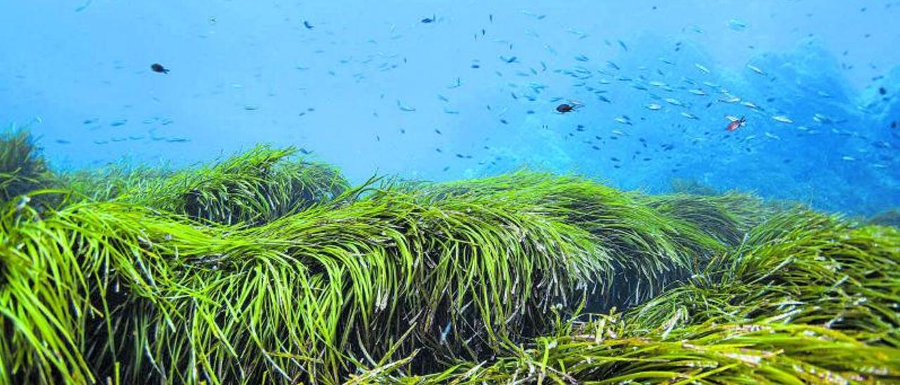 Pradera submarina de
Posidonia oceanica, 
que captura CO2.  shutterstock