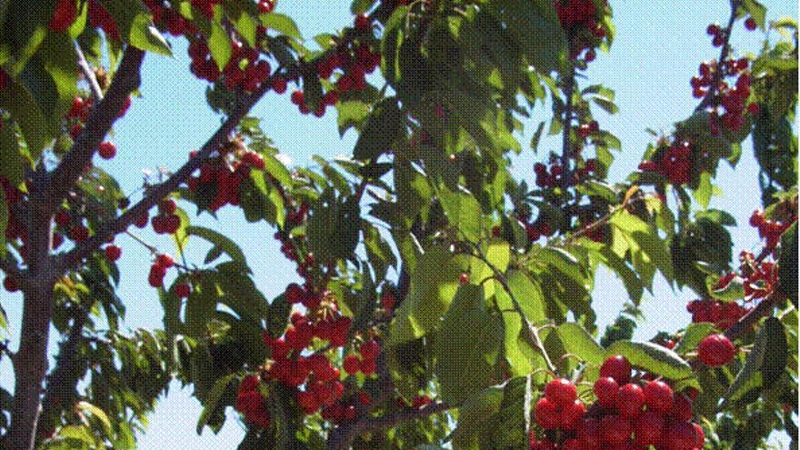 Ejemplares de cerezo que se están plantando en la zona.