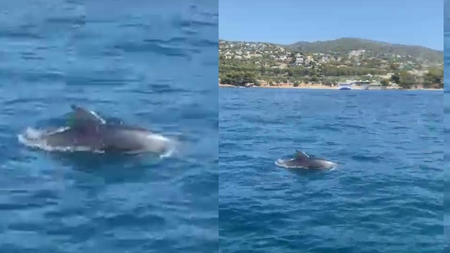 Paddle entre delfines en Mallorca
