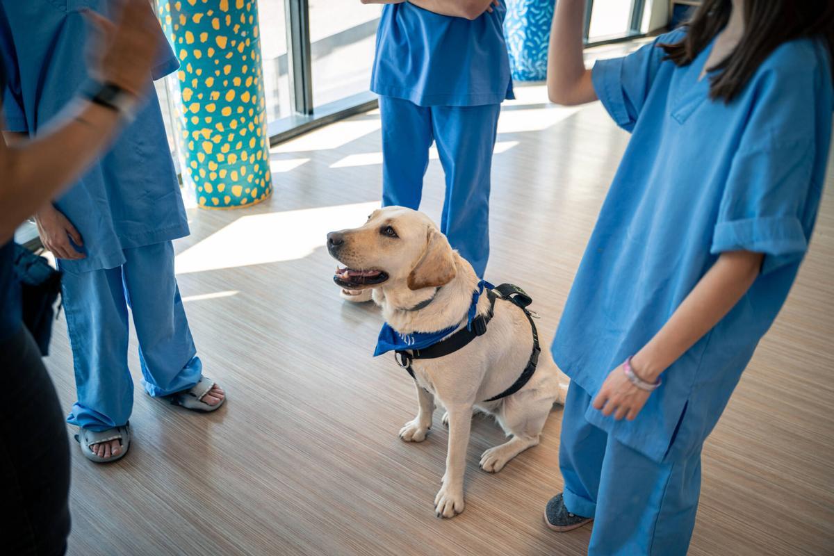 MANRESA . FUNDACIO ALTHAIA . GOSSOS . SALUT MENTAL