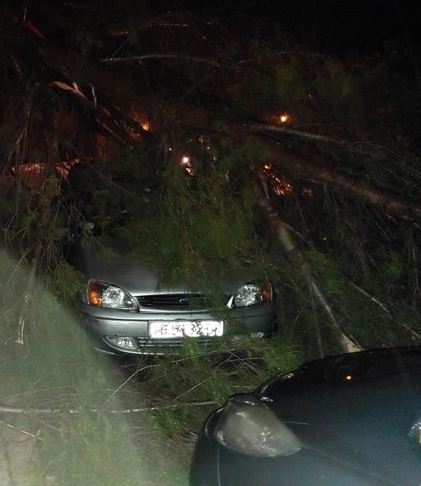 Cae un pino en Valldemossa