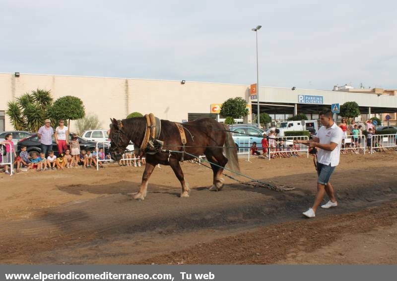 GALERÍA DE FOTOS - Tradición y novedades en la Fira Agrícola de Nules