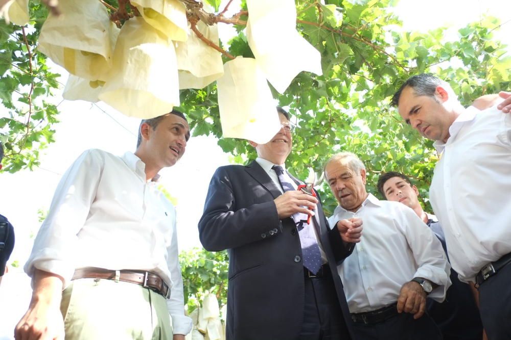 Ximo Puig corta el primer racimo de uva de mesa