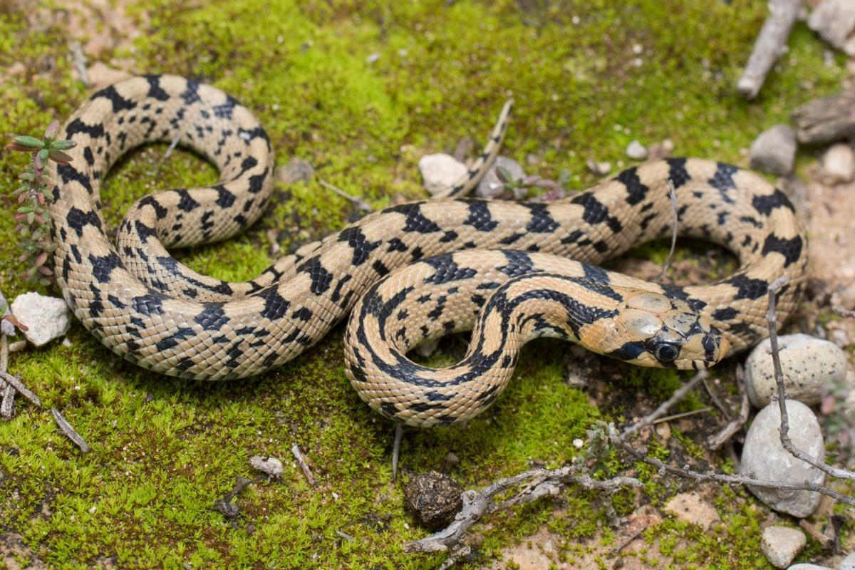 Ejemplar de culebra de escalera (Zamenis scalaris).