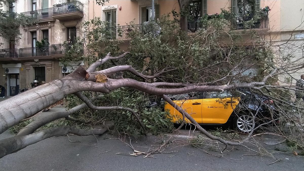 Árbol caído sobre un taxi en Barceloa