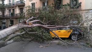 Barcelona  2/11/2023  La borrasca Ciarán, con fuertes rachas de viento, ha provocado la caida de un arbol en la calle Viladomat con Arago   Foto: Imma Coy