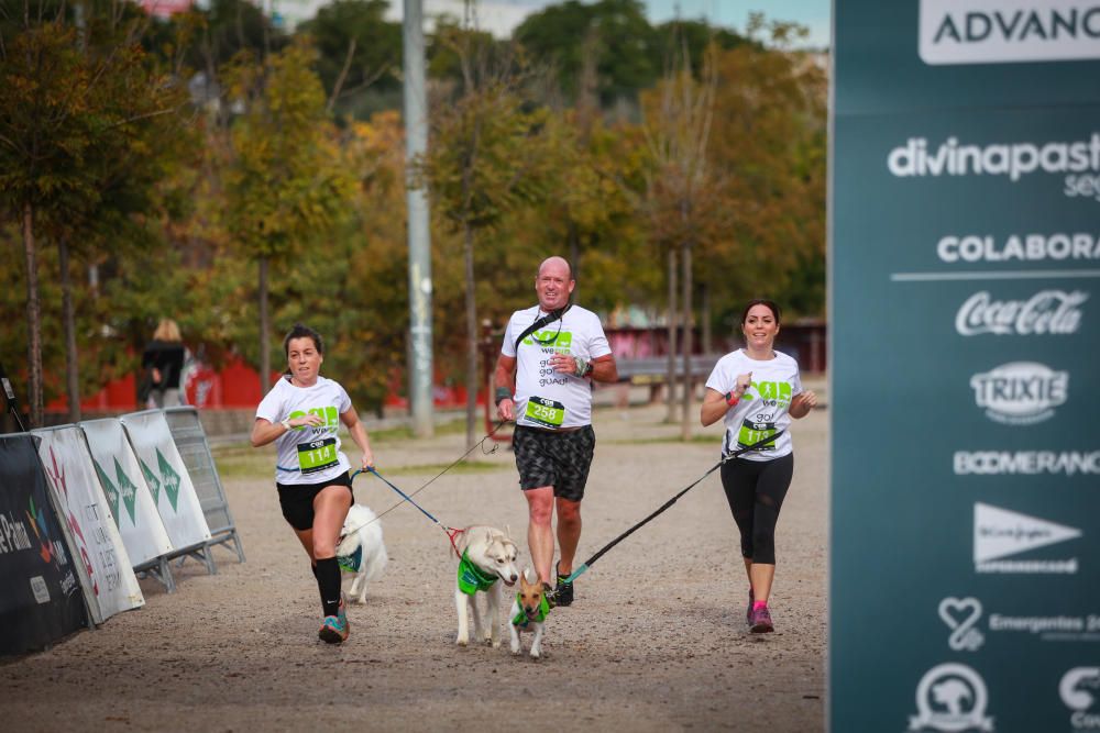 Can We Run Mallorca: So war das Hunderennen