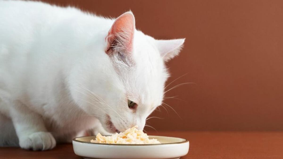 Un gat menjant