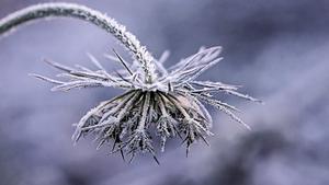 Una planta sufriendo el frío