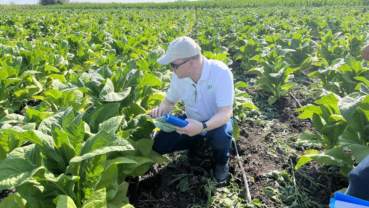 El vicepresidente mundial del área de Hoja de Tabaco de JTI (Japan Tobacco International), Paulo Saath, en una plantación.