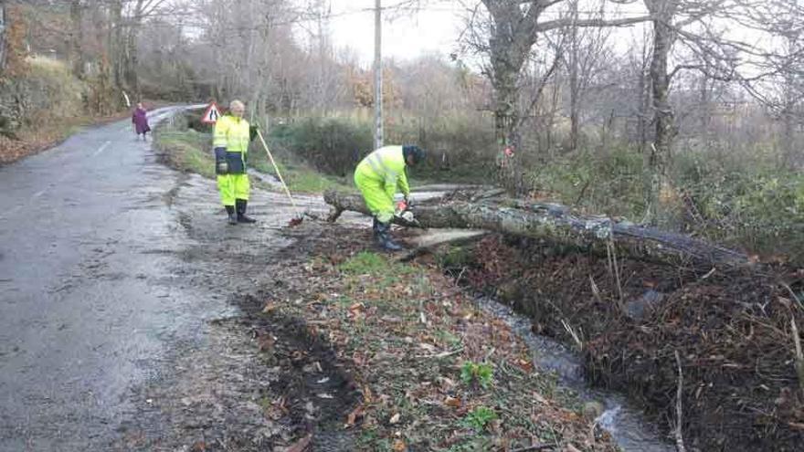 Retirado un árbol caído en la carretera de Coso a San Ciprián de Sanabria