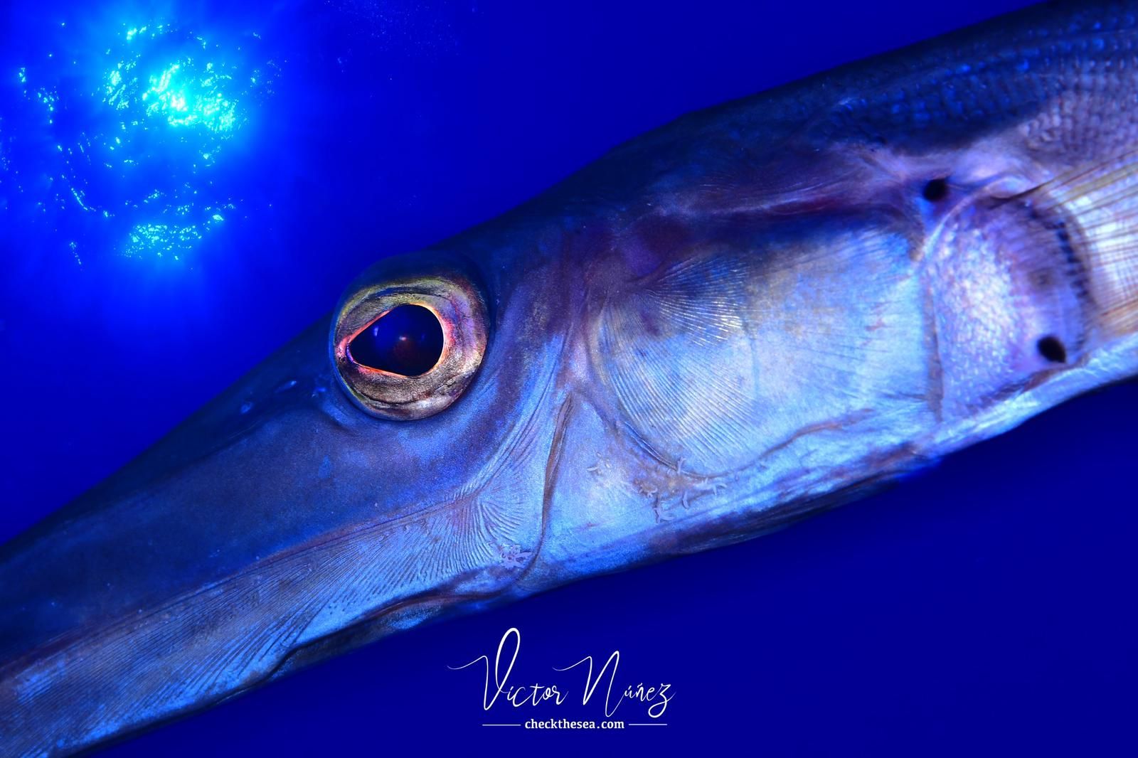 Imágenes del Campeonato de Foto Submarina de El Hierro