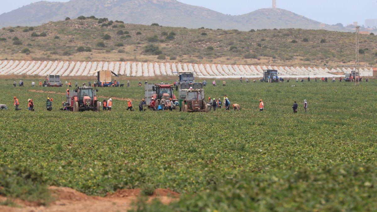 Jornaleros en una finca del Campo de Cartagena.