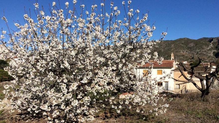 La Marina Alta vive un avance de la floración y la expansión de plantas invasoras tropicales