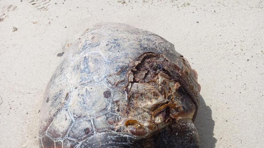 Hallan una tortuga boba muerta en la playa de Llevant, en Formentera